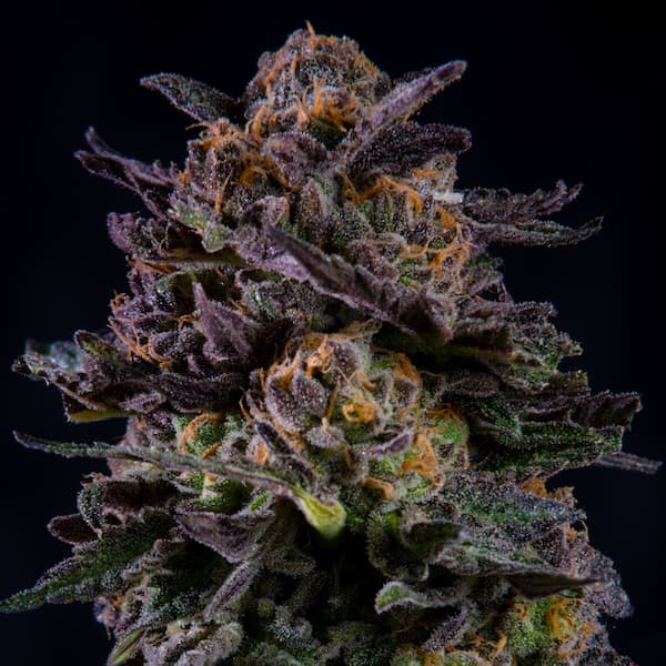 Gorilla Piña Samen > BSF Seeds | Feminisierte Hanfsamen  |  Sativa